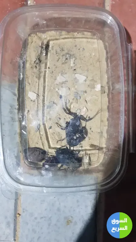 عقارب للبيع . عقرب للبيع عقارب للبيع . عقرب للبيع