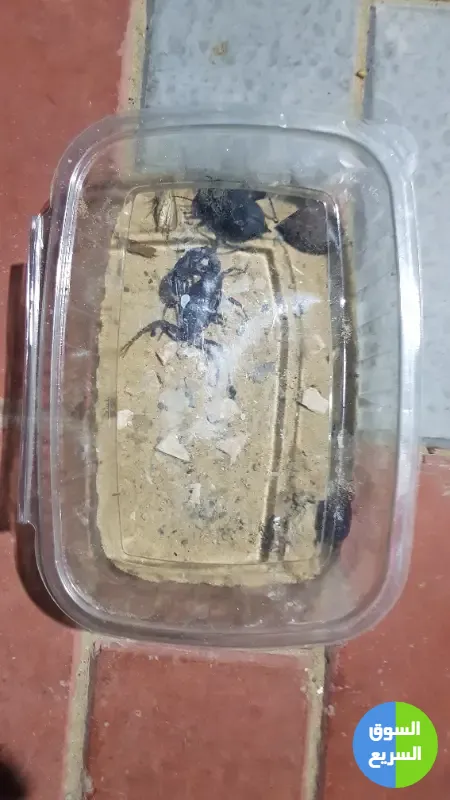 عقارب للبيع . عقرب للبيع عقارب للبيع . عقرب للبيع