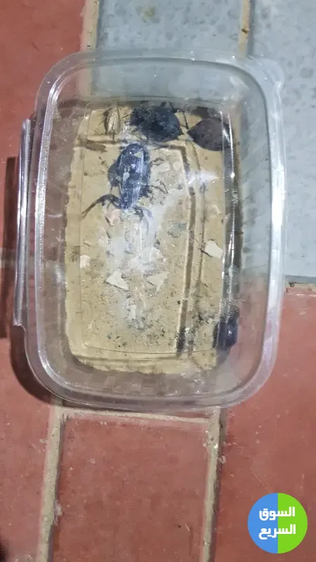 عقارب للبيع . عقرب للبيع عقارب للبيع . عقرب للبيع