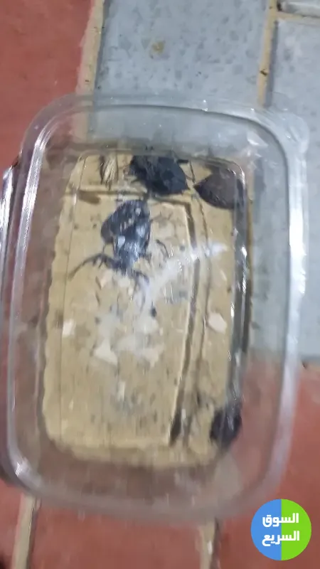 عقارب للبيع . عقرب للبيع عقارب للبيع . عقرب للبيع