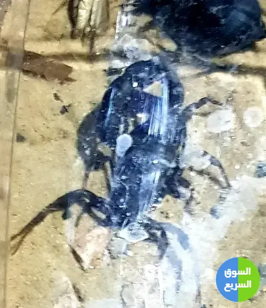 عقارب للبيع . عقرب للبيع عقارب للبيع . عقرب للبيع