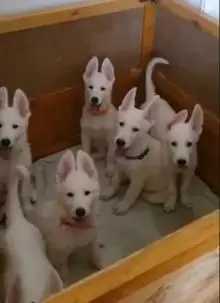 وايت جيرمان شيبرد للبيع