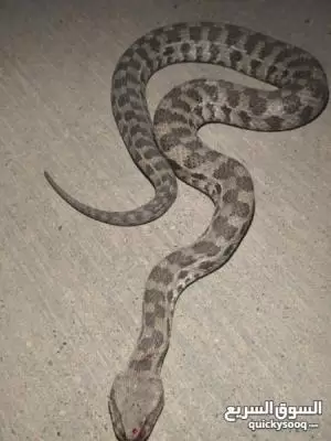 مطلوب ثعابين سامة للشراء