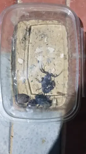 عقارب للبيع . عقرب للبيع