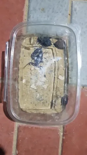 عقارب للبيع . عقرب للبيع عقارب للبيع . عقرب للبيع