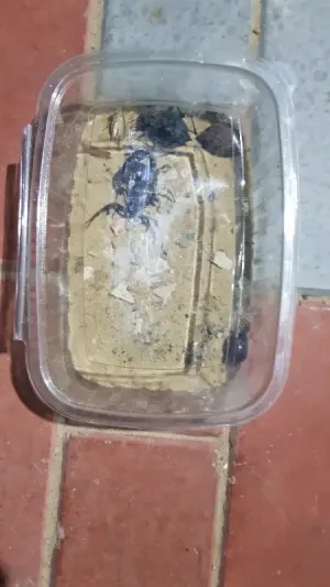 عقارب للبيع . عقرب للبيع عقارب للبيع . عقرب للبيع