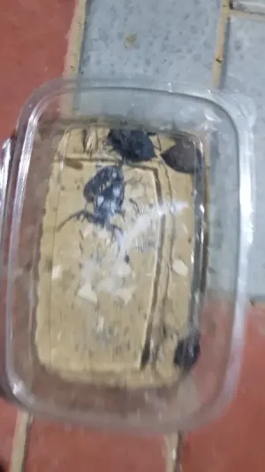 عقارب للبيع . عقرب للبيع عقارب للبيع . عقرب للبيع