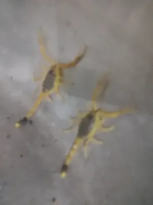 عقرب لوريس أبحاث علمية