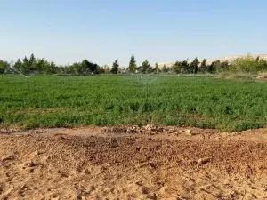 ارض للبيع بالسيليين سنورس الفيوم