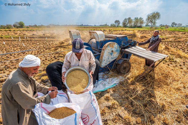 الشرقية: قلب الزراعة وصناعة النسيج في دلتا النيل